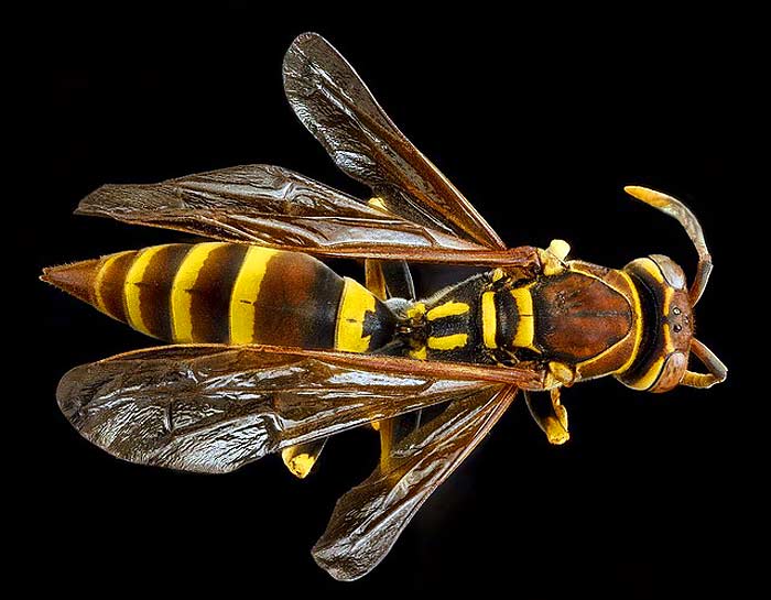What do European Paper Wasps eat? What do European Paper Wasps eat?