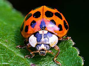 What do eye-spotted ladybugs eat?