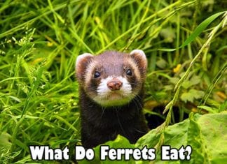 What Do Ferrets Eat?