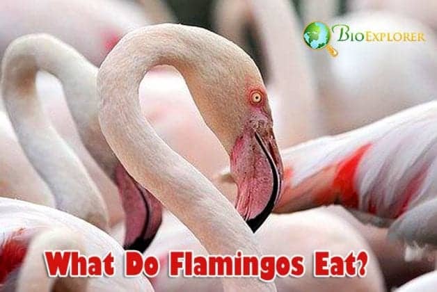 What Do Flamingos Eat? | Flamingos Diet | What Eats Flamingos?