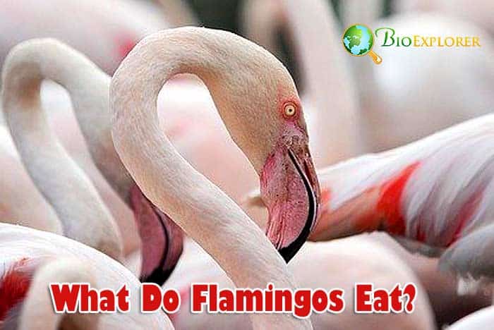 flamingos eating shrimp