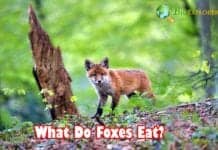 What Do Foxes Eat?