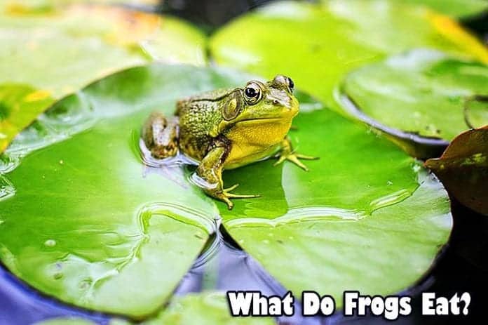 what do frogs eat? what do frogs eat?