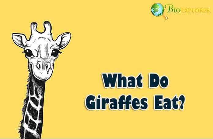 What Do Giraffes Eat?