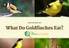 What Do Goldfinches Eat?