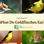 What Do Goldfinches Eat?