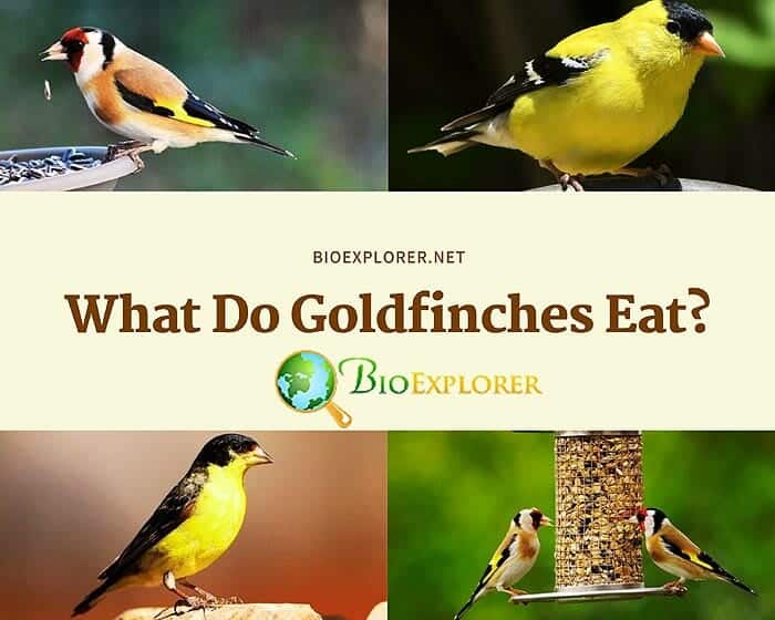 What Do Goldfinches Eat? | Goldfinch Diet By Types | What Eats Goldfinches?