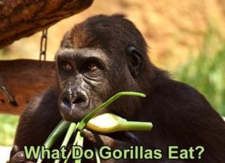 What Do Gorillas Eat?