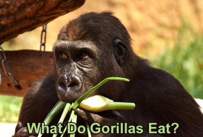 What Do Gorillas Eat? What Do Gorillas Eat?