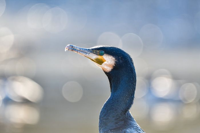 What Do Great Cormorants Eat? What Do Great Cormorants Eat?