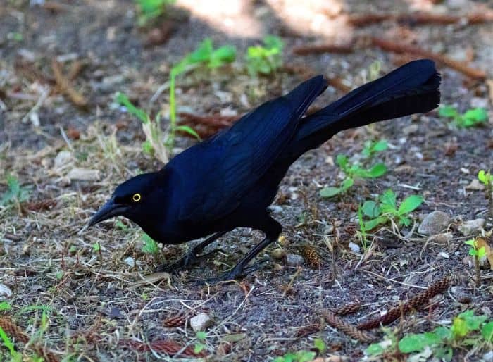 What Do Great Tailed Grackles Eat? What Do Great Tailed Grackles Eat?