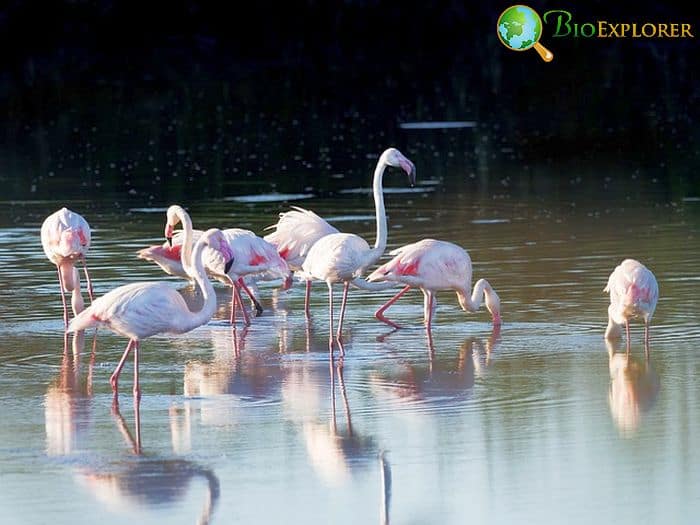 What Do Greater Flamingos Eat? What Do Greater Flamingos Eat?