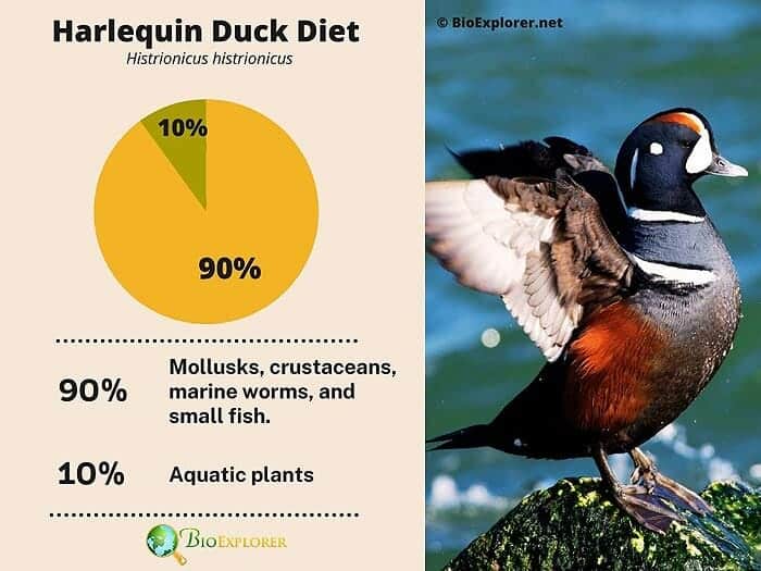 What Do Harlequin Ducks Eat? What Do Harlequin Ducks Eat?