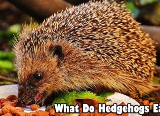 what do hedgehogs eat?