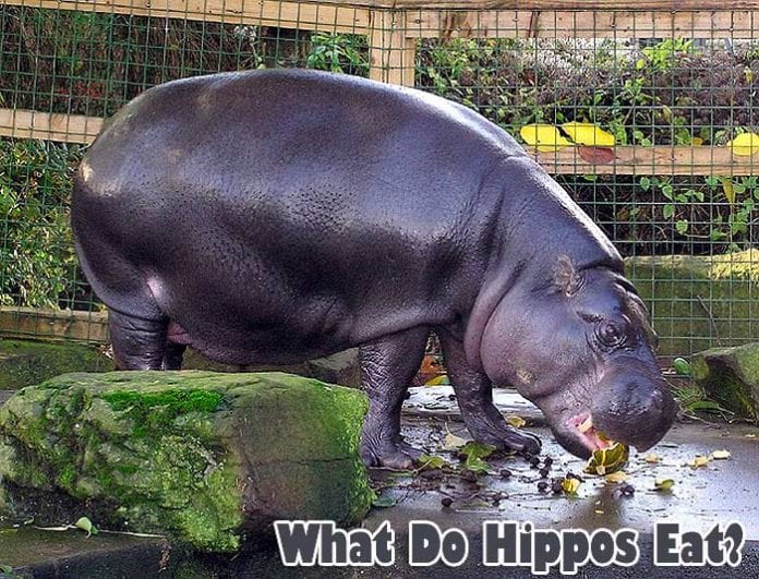 What do hippos eat? What do hippos eat?