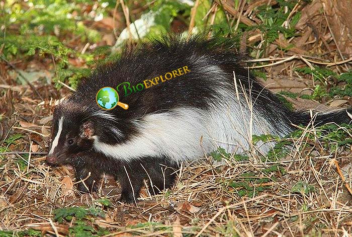 What Do Hooded Skunks Eat? What Do Hooded Skunks Eat?