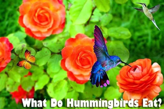 what do hummingbirds eat? what do hummingbirds eat?