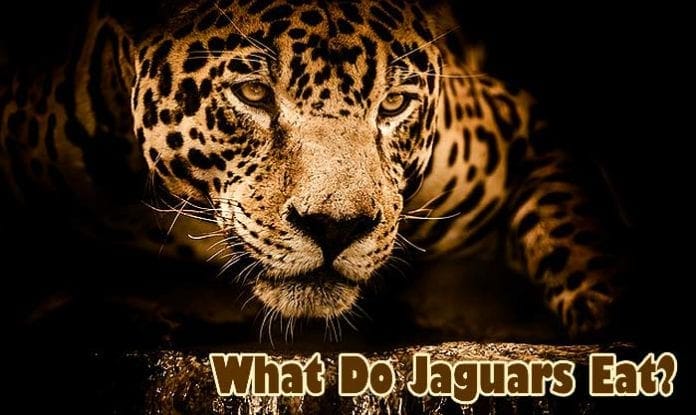 What Do Jaguars Eat? What Do Jaguars Eat?