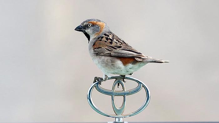 What do Kenya sparrows eat? What do Kenya sparrows eat?