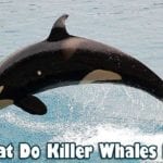 What do killer whales eat?