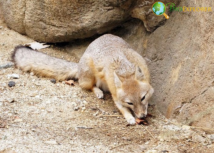 What Do Kit Foxes Eat? What Do Kit Foxes Eat?