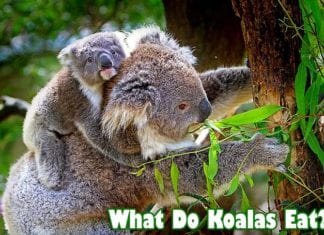 What Do Koalas Eat?