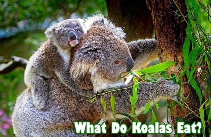 What Do Koalas Eat? What Do Koalas Eat?