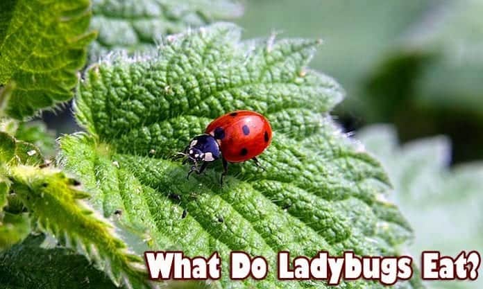 What Do Ladybugs Eat? What Do Ladybugs Eat?