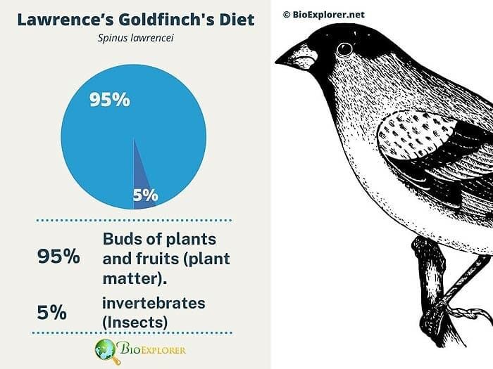 What Do Lawrence's Goldfinches Eat? What Do Lawrence's Goldfinches Eat?