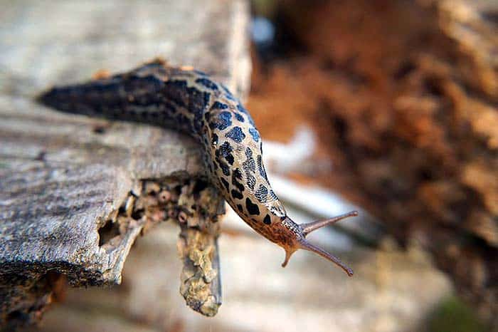 What do leopard slugs eat? What do leopard slugs eat?