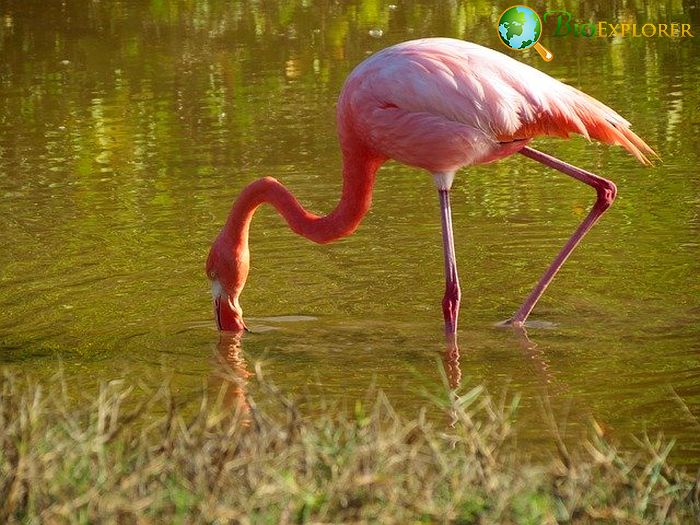 flamingos eating shrimp