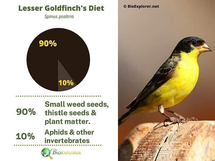 What Do Lesser Goldfinches Eat? What Do Lesser Goldfinches Eat?