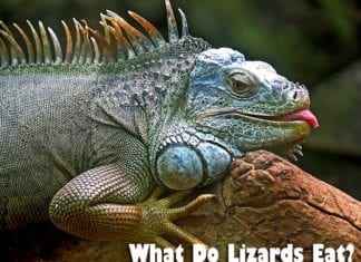 What Do Lizards Eat?