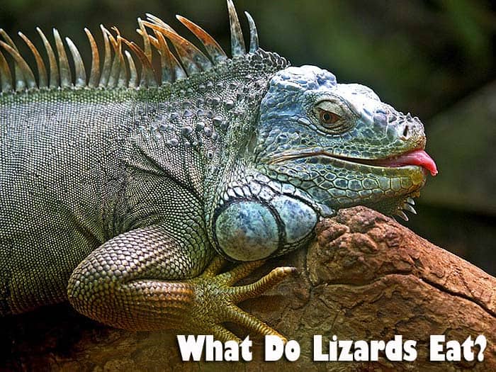 What Do Lizards Eat? | Lizard Diets By Types | Biology Explorer What Do Lizards Eat? | Lizard Diets By Types | Biology Explorer