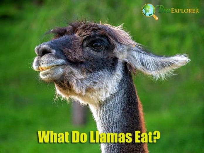 What Do Llamas Eat? What Do Llamas Eat?