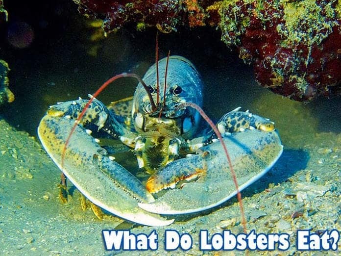 What Do Lobsters Eat? What Do Lobsters Eat?