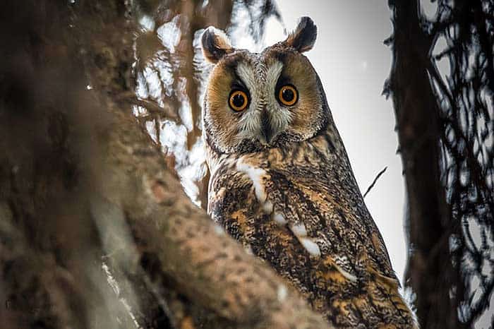 What do long-eared owls eat?