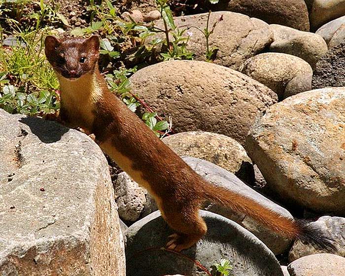 What do long-tailed weasels eat? What do long-tailed weasels eat?