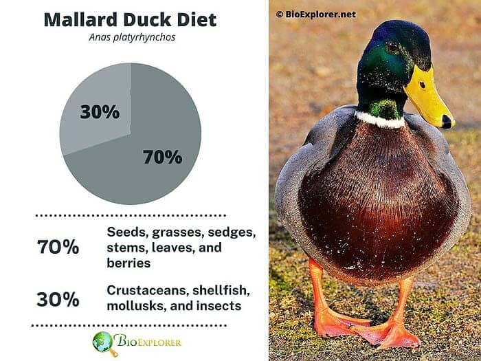 What Do Mallard Ducks Eat?