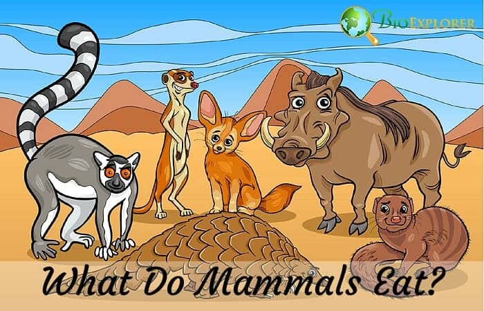 meat eating mammals