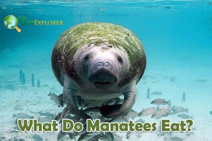 What Do Manatees Eat? What Do Manatees Eat?