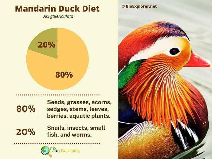 What Do Mandarin Ducks Eat? What Do Mandarin Ducks Eat?