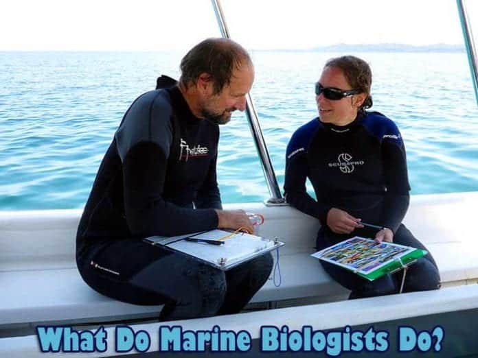 what do marine biologists do? what do marine biologists do?