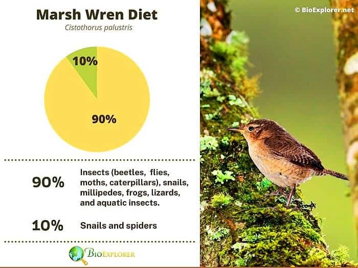 What Do Marsh Wrens Eat? What Do Marsh Wrens Eat?