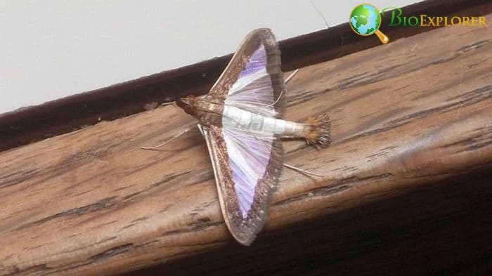 What Do Melonworm Moths Eat? What Do Melonworm Moths Eat?