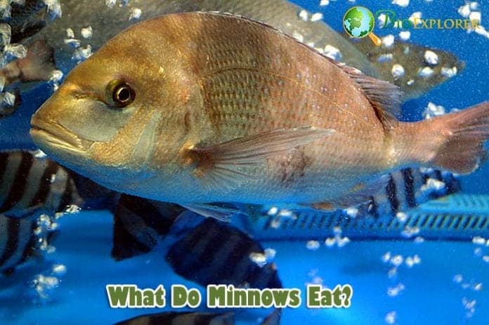 What Do Minnows Eat?, Minnows Diet by Types