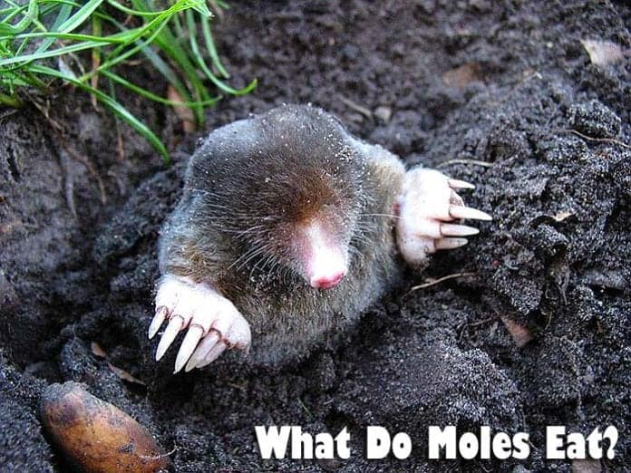 what do moles eat? what do moles eat?