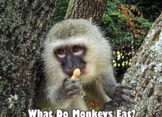 What do monkeys eat?