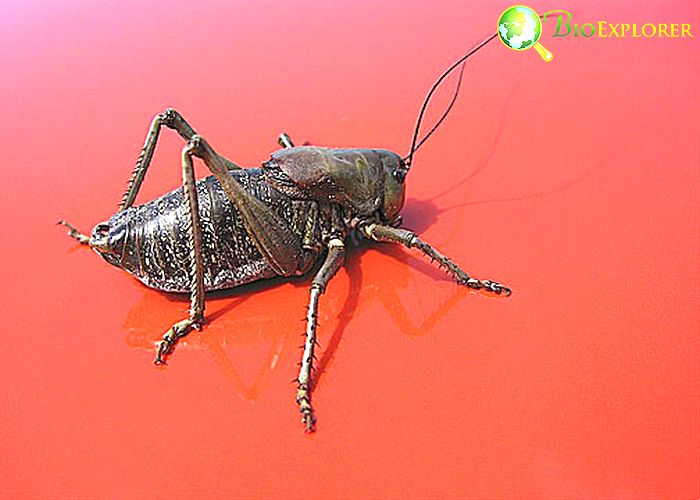 House Cricket Information - How to Get Rid of Crickets