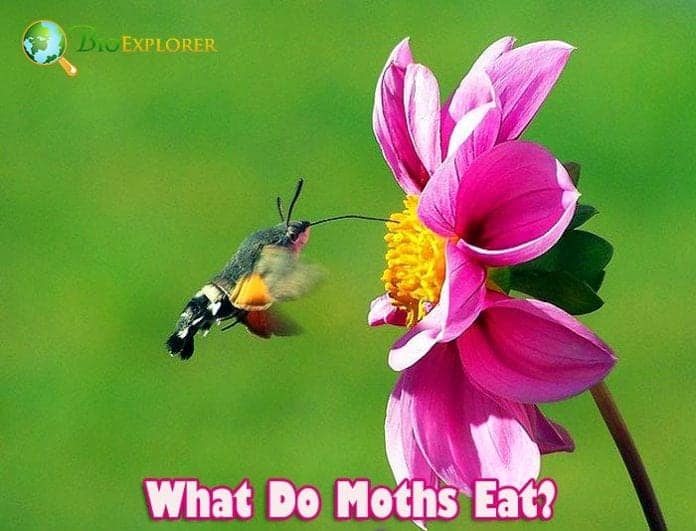 What Do Moths Eat?